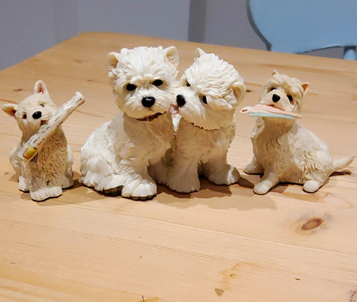 West highland terrier - x,