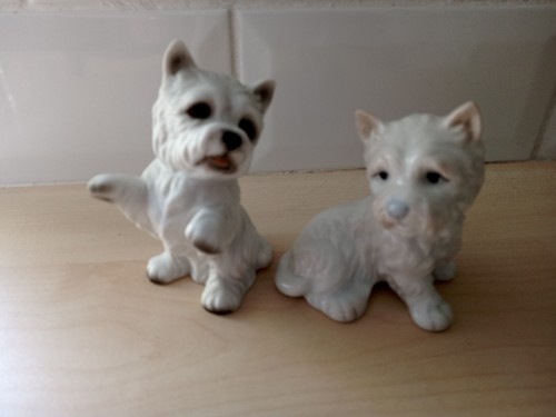 West highland terrier - highland,