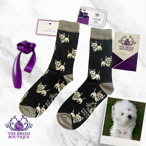 West highland terrier - socks, x