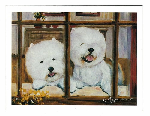 West highland white terrier - highland,