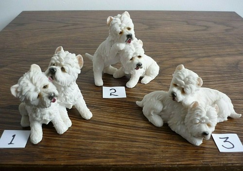 Cute white west highland - west,